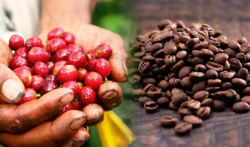 Este país fuera de América Latina tiene el mejor grano de café del mundo, según Taste Atlas 2025. Foto: composición LR/CoffeKilimanjaro Este país fuera de América Latina tiene el mejor grano de café del mundo, según Taste Atlas 2025. Foto: composición LR/CoffeKilimanjaro