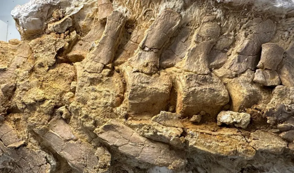 Un ingeniero mecánico realizó un hallazgo asombroso en Texas al encontrar un esqueleto de 3,6 metros de un plesiosaurio. Foto: @Paleo_Tykoski