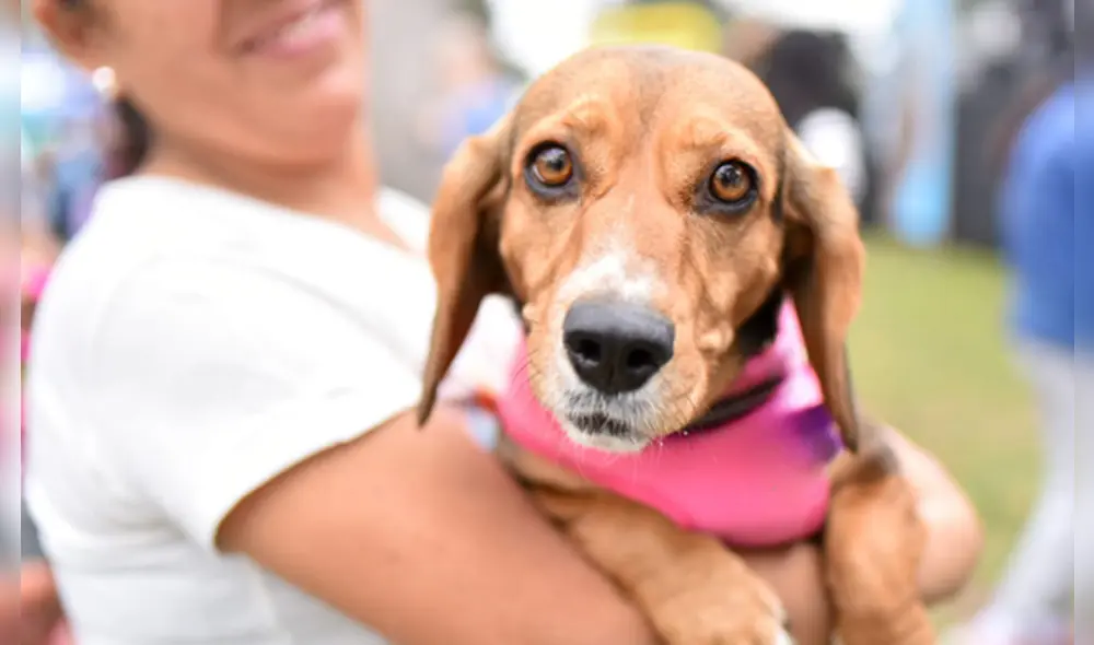 Gran campaña de adopción se desarrollará en el Circuito Mágico del Agua. Foto: Servicio de Parques de Lima