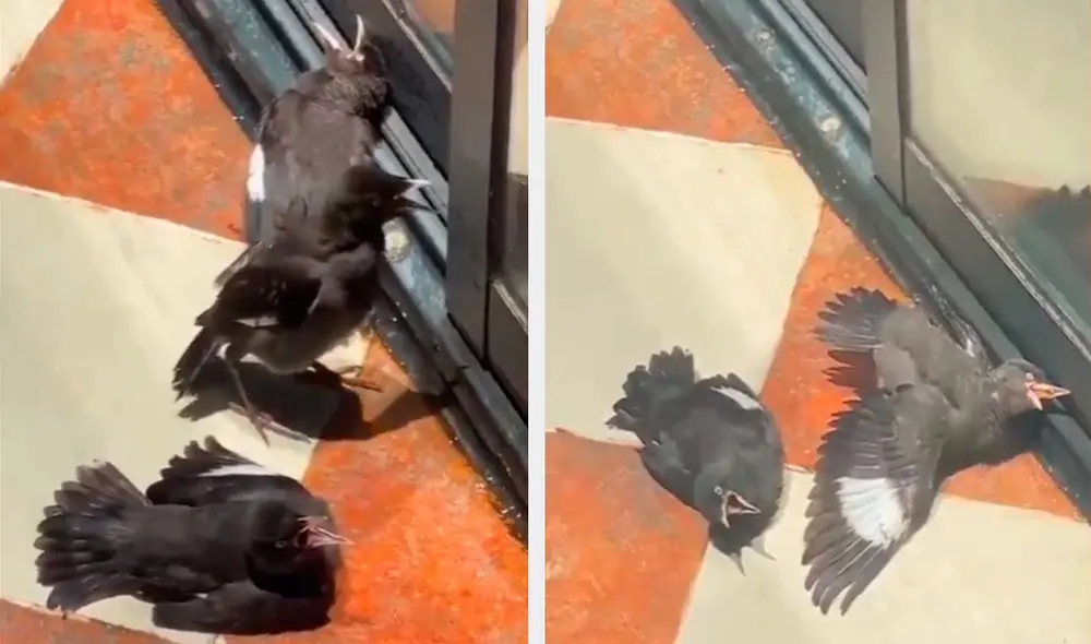 Las aves parecían estar moribundas, pero estaban completamente sanas. Foto: composición LR/ TikTok/ @ejecentral