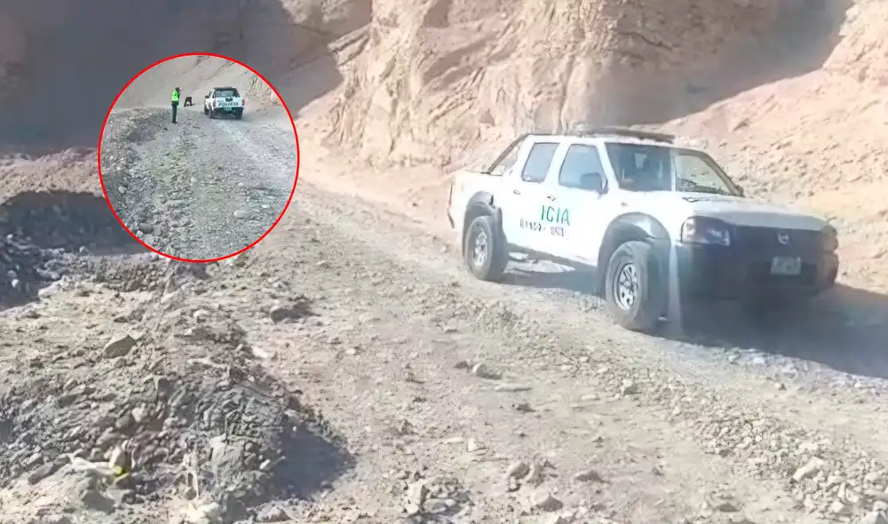 Canes habrían desenterrado los restos.