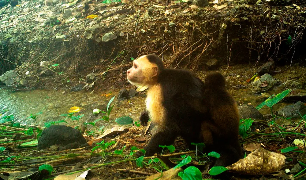 Científicos registraron como un mono capuchino se lleva cargando a una cría de mono aullador. Foto: Instituto Max Planck Científicos registraron como un mono capuchino se lleva cargando a una cría de mono aullador. Foto: Instituto Max Planck