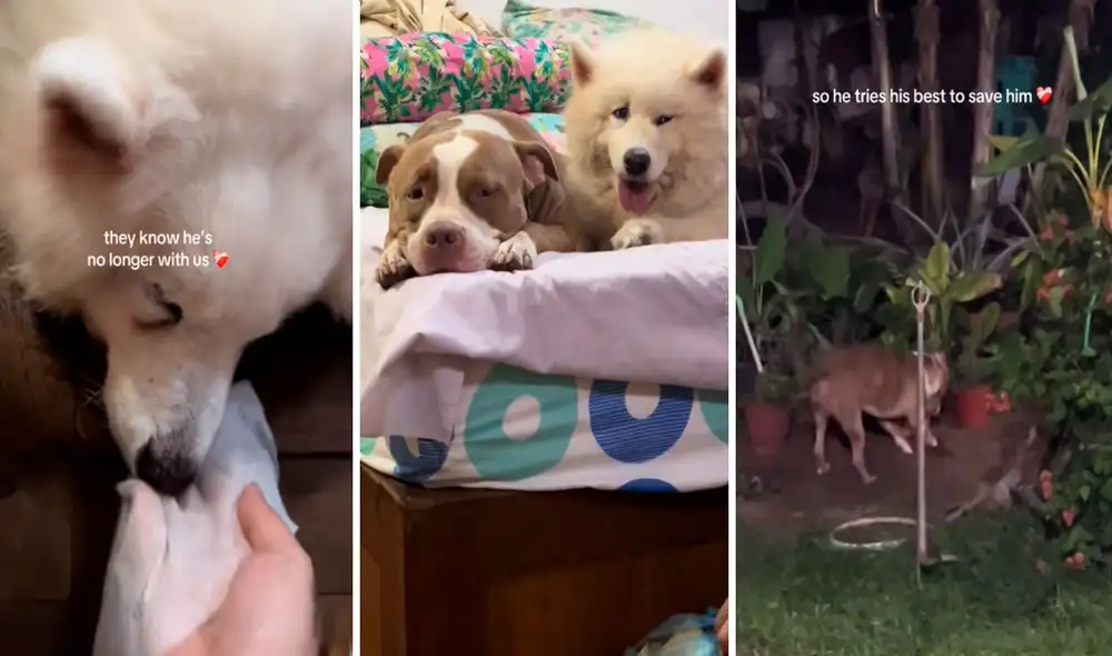 Video conmovió a miles en redes sociales. Video conmovió a miles en redes sociales.