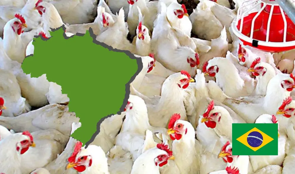 La suspensión de la importación de productos debido al virus de la Influenza Aviar de Alta Patogenicidad. Foto: Andina/Freepik/LR