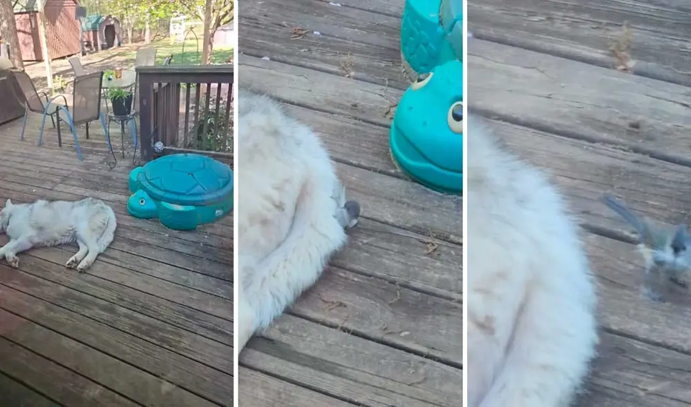 Video tiene millones de vistas en la plataforma.