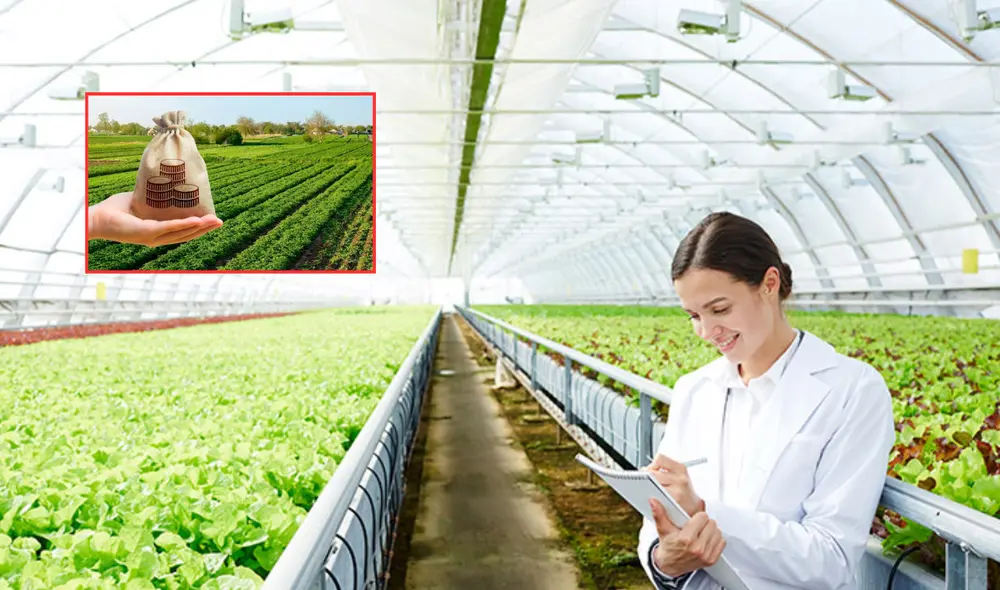 Los agronegocios comprenden todas las actividades económicas vinculadas a la producción, transformación y comercialización de productos agrícolas y agroindustriales. Foto: composición LR/Blog USIL/Donde Estudiar en Perú Los agronegocios comprenden todas las actividades económicas vinculadas a la producción, transformación y comercialización de productos agrícolas y agroindustriales. Foto: composición LR/Blog USIL/Donde Estudiar en Perú