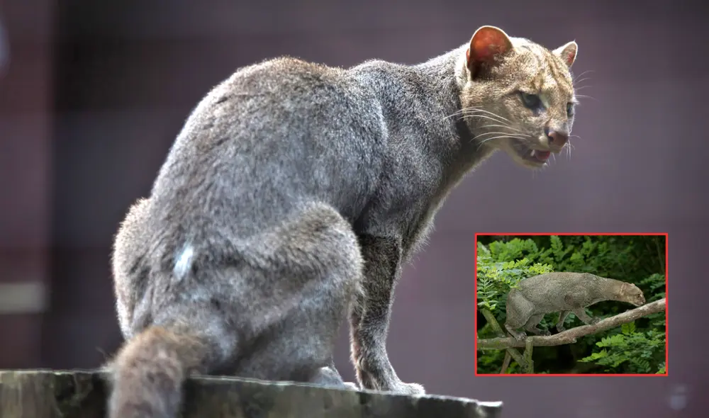 Este depredador, que se creía extinto, reapareció después de 40 años en Texas, Estados Unidos. Foto: composición LR/Texas Native Cats