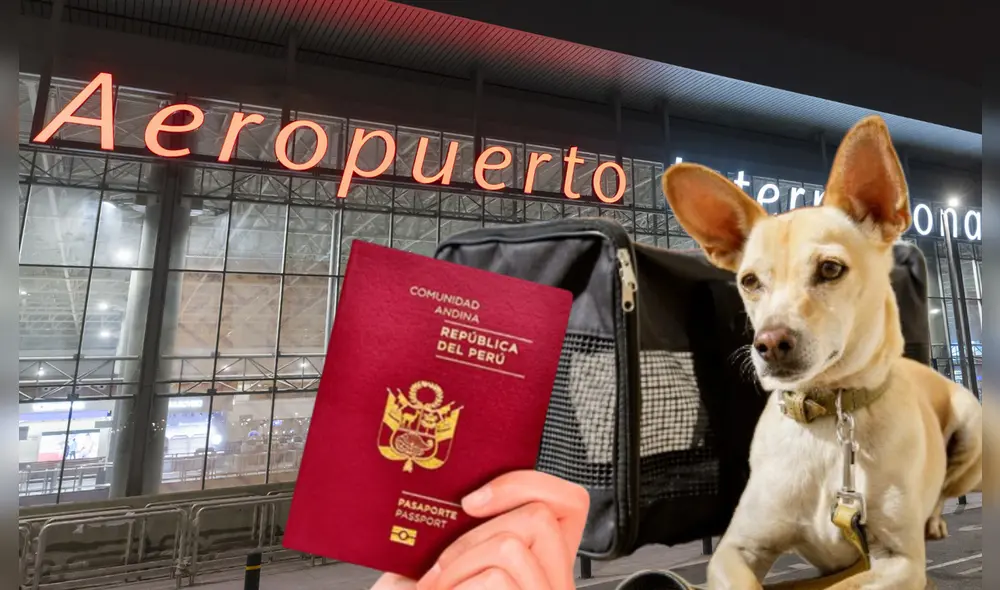 Conoce los requisitos para viajar con tu mascota en el nuevo aeropuerto. Foto: composición La República
