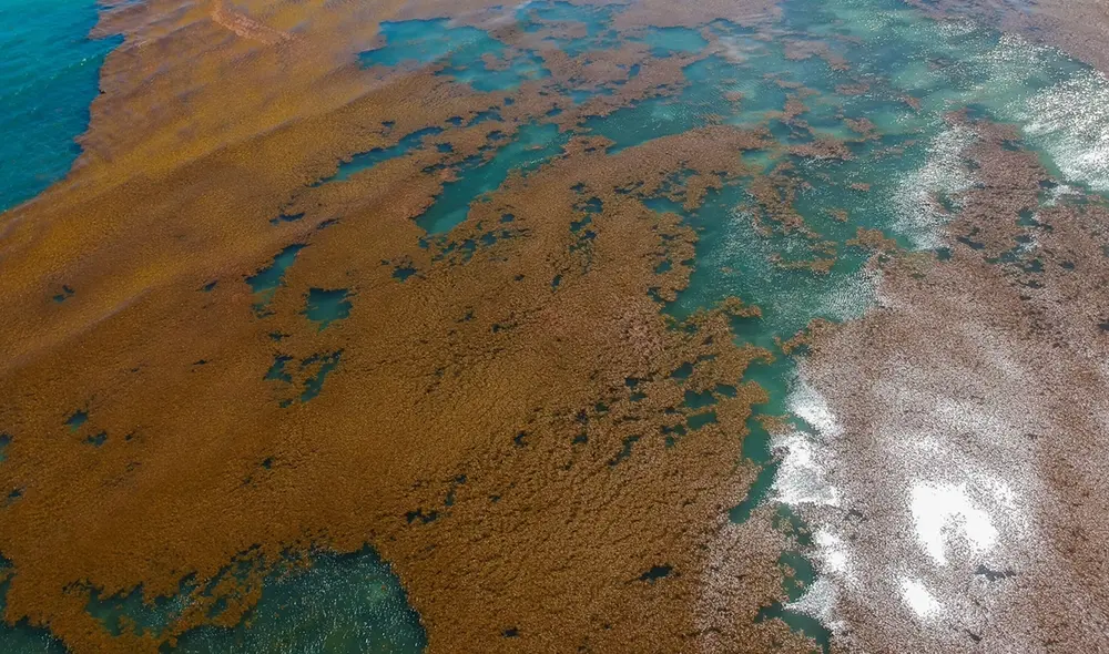 Ubicada en el Océano Atlántico Norte , se llama Mar de los Sargazos y se caracteriza por sus límites únicos. Foto: AFP Ubicada en el Océano Atlántico Norte , se llama Mar de los Sargazos y se caracteriza por sus límites únicos. Foto: AFP
