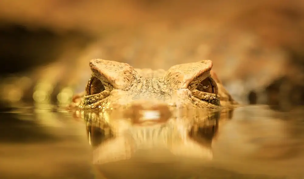 La FWC recomienda identificar zonas de riesgos ante la presencia de caimanes.