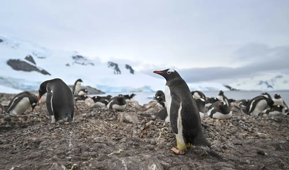 El amoníaco del guano de pingüino crea nubes sobre la Antártida bloqueando la luz solar y bajaría las temperaturas. Foto: AFP