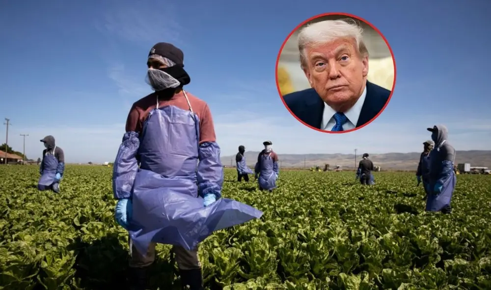 Trabajadores inmigrantes indocumentados constituyen alrededor del 40% de la fuerza laboral agrícola. Trabajadores inmigrantes indocumentados constituyen alrededor del 40% de la fuerza laboral agrícola.