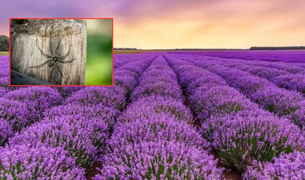La araña violinista busca refugio en casas durante olas de calor en México.