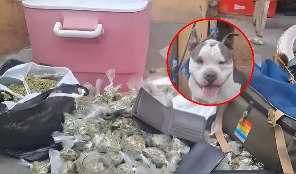 Dueño del perro tuvo que contenerlo tras mostrar agresividad contra los efectivos policiales. Foto: Composición LR