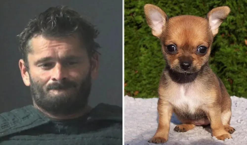 Hombre en Alabama quemó a su chihuahua en un horno tras pelea familiar. Hombre en Alabama quemó a su chihuahua en un horno tras pelea familiar.