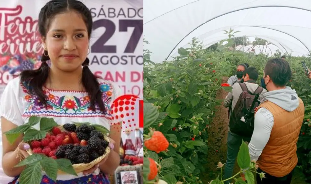 Puebla lidera en arándano azul orgánico con exportaciones a Norteamérica. Puebla lidera en arándano azul orgánico con exportaciones a Norteamérica.