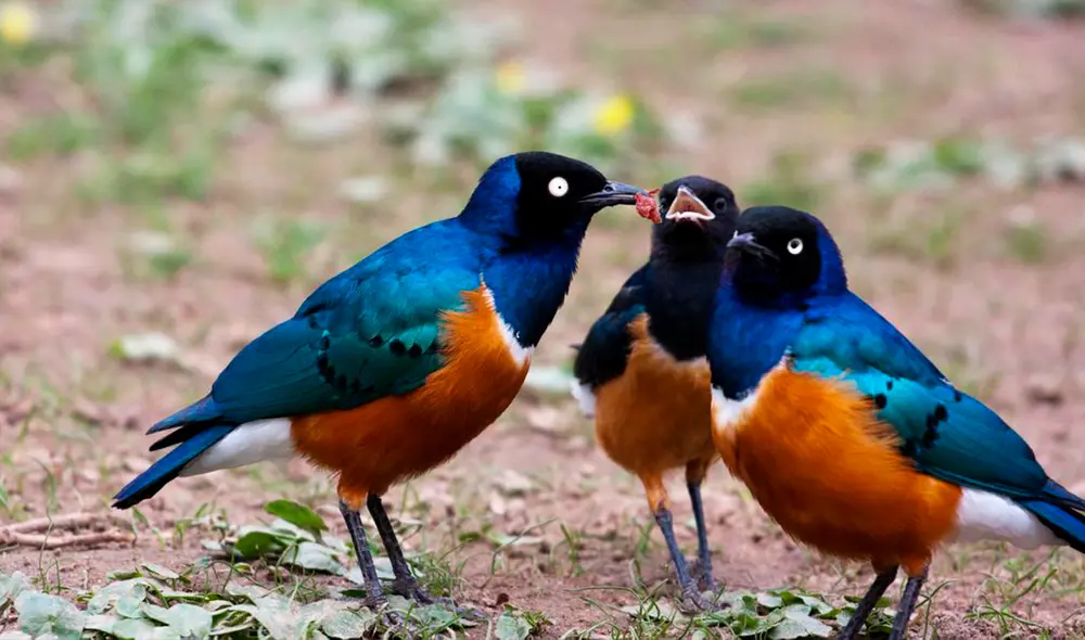 Los estorninos africanos forman vínculos de cooperación a largo plazo, incluso con individuos que no son sus parientes. Foto:  Zoológico Wilhelma