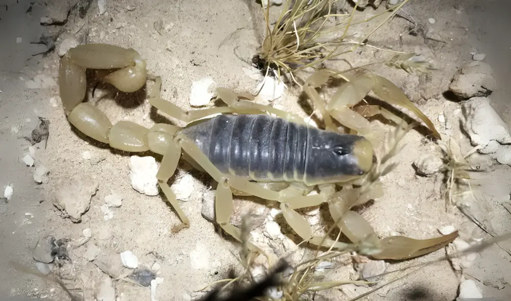 La temporada del escorpión peludo en California dura de mayo a octubre cada año.