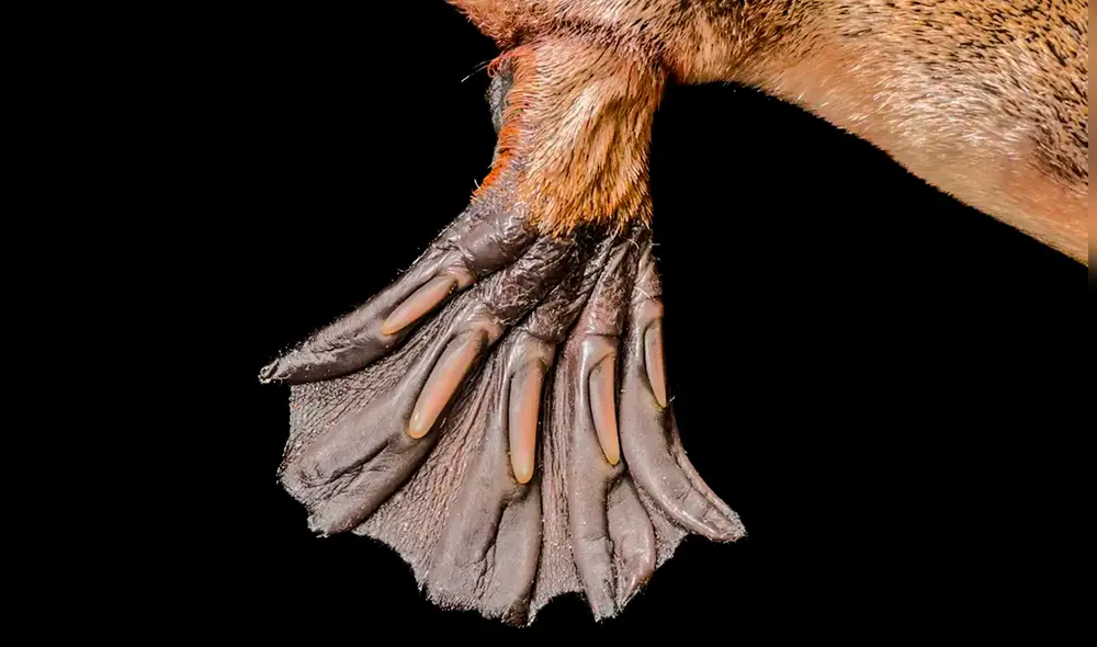 El ornitorrinco pertenece al grupo de los monotremas, una antiquísima rama de mamíferos que también incluye al equidna. Foto: Doug Gimesy/NG. El ornitorrinco pertenece al grupo de los monotremas, una antiquísima rama de mamíferos que también incluye al equidna. Foto: Doug Gimesy/NG.