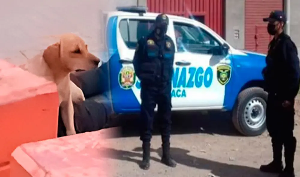 La mascota lucía triste sentada al lado de su dueño con la esperanza de que despertara. Foto: Radio Onda Azul | Foto: Radio Onda Azul