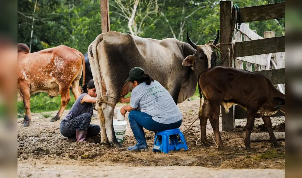 WWF Perú promueve la resiliencia en comunidades mediante iniciativas como la ganadería y mecanismos de retribución. WWF Perú promueve la resiliencia en comunidades mediante iniciativas como la ganadería y mecanismos de retribución.