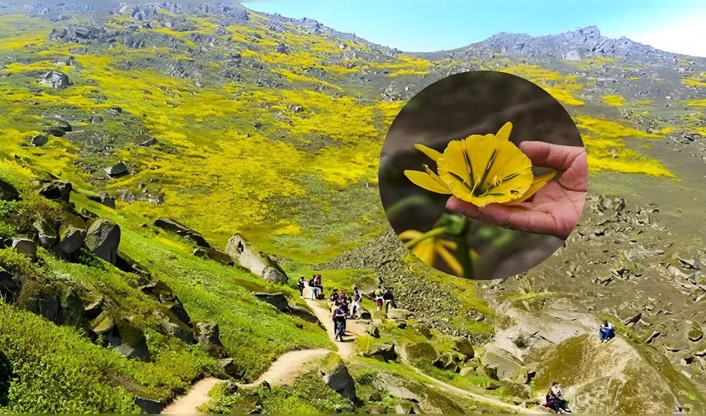 La flor de Amancaes destaca entre las especies de su rica biodiversidad. Foto: Composición LR
