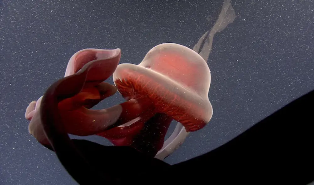 Esta especie habita entre 80 y 280 metros de profundidad en la península antártica. Foto: MBARI