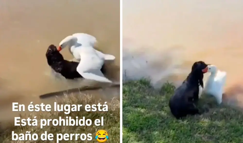 Las imágenes del ganso tomando la oreja del perrito para sacarlo de la laguna dejaron atónitos a los usuarios en las redes sociales. Foto: composición LR/ TikTok/ @doblaje.quillero