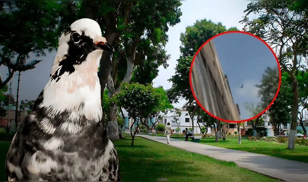 La mujer jubilada refiere que no cuenta con la solvencia económica suficiente para pagar la multa. Foto: Composición LR La mujer jubilada refiere que no cuenta con la solvencia económica suficiente para pagar la multa. Foto: Composición LR