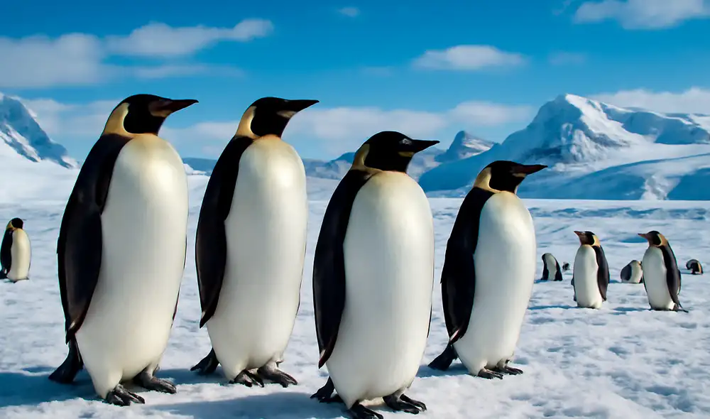 El guano de pingüino libera compuestos que favorecen la formación de nubes, un fenómeno que podría mitigar el calentamiento global. Foto: Dall-e
