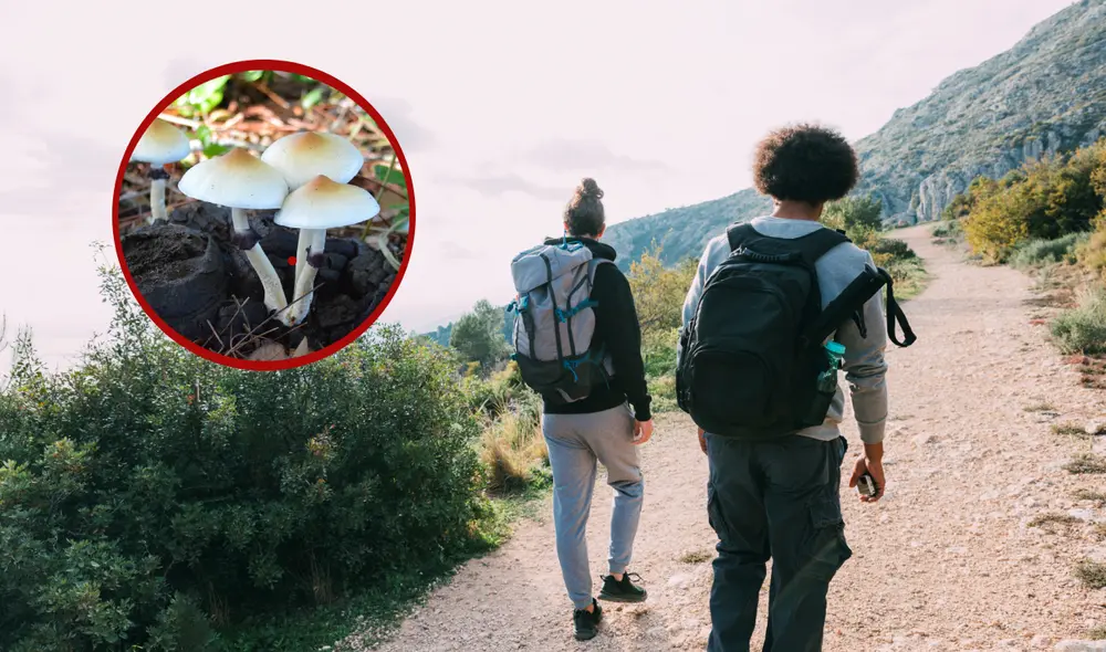 Emergencias atendieron a los jóvenes en Nueva York tras consumo de hongos. Emergencias atendieron a los jóvenes en Nueva York tras consumo de hongos.