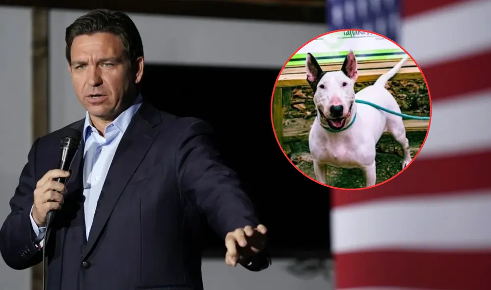 Ron DeSantis crea leyes en contra del abandono animal durante desastres naturales. Ron DeSantis crea leyes en contra del abandono animal durante desastres naturales.