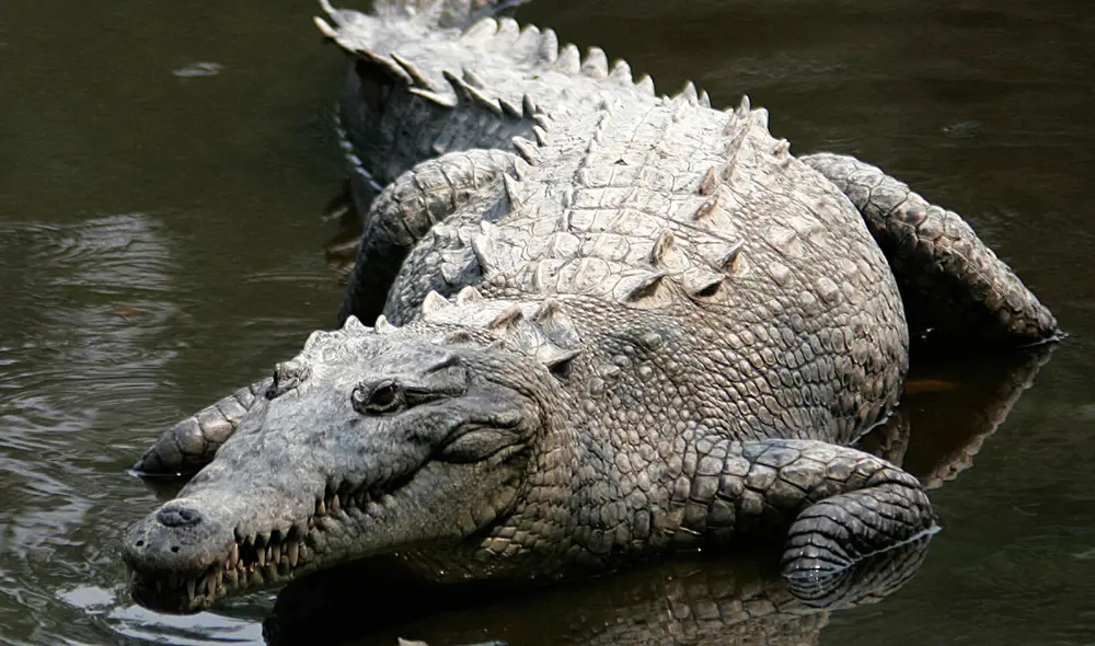 En Indonesia una mujer murió atacada por un cocodrilo que se metió a su casa mientras cocinaba. Foto: El Tiempo En Indonesia una mujer murió atacada por un cocodrilo que se metió a su casa mientras cocinaba. Foto: El Tiempo
