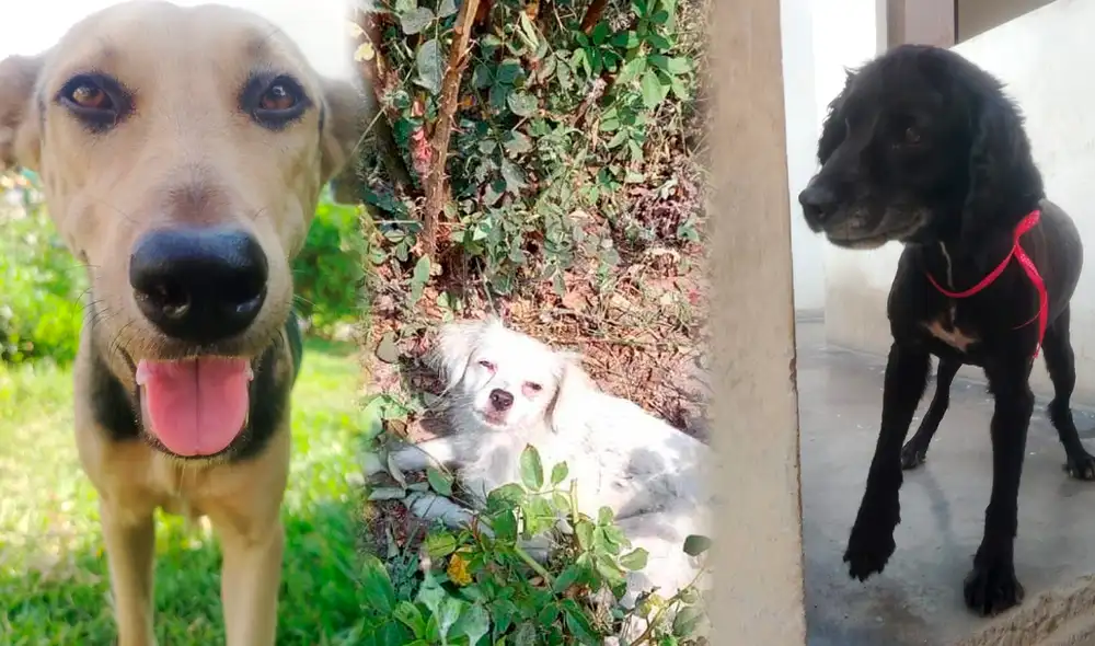 Las tres perritas que esperan ser adoptadas por una familia a fin de que puedan darles el cariño que siempre debieron tener. Foto: Composición LR Las tres perritas que esperan ser adoptadas por una familia a fin de que puedan darles el cariño que siempre debieron tener. Foto: Composición LR
