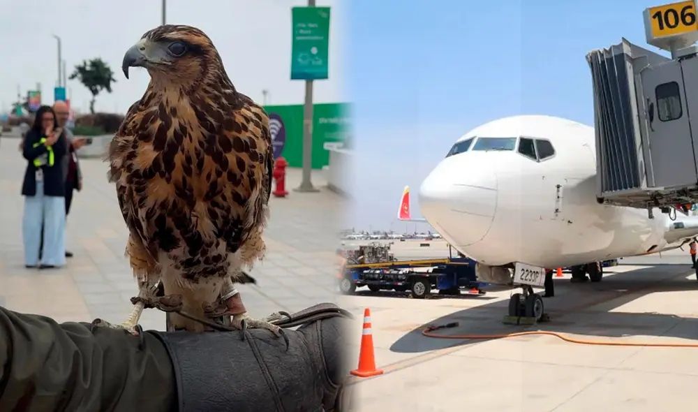 Las aves rapaces garantizarán la seguridad aérea del nuevo Aeropuerto Internacional Jorge Chávez. Foto: Composición LR/Andina