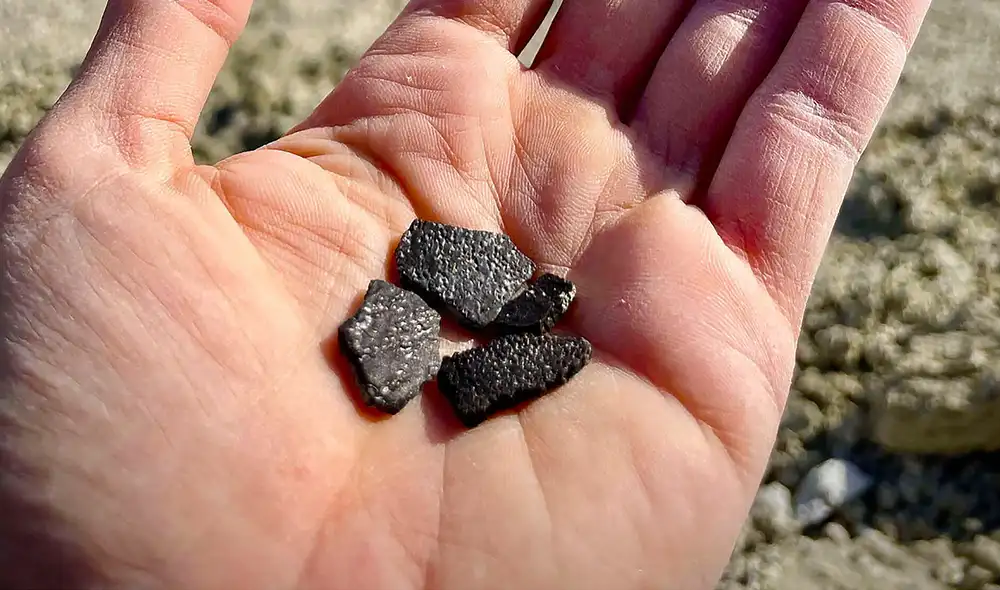 Los paleontólogos descubrieron en Estados Unidos restos fósiles de huevos de dinosaurios y cocodrilos de hace 100 millones de años. Foto: Lindsay Zanno