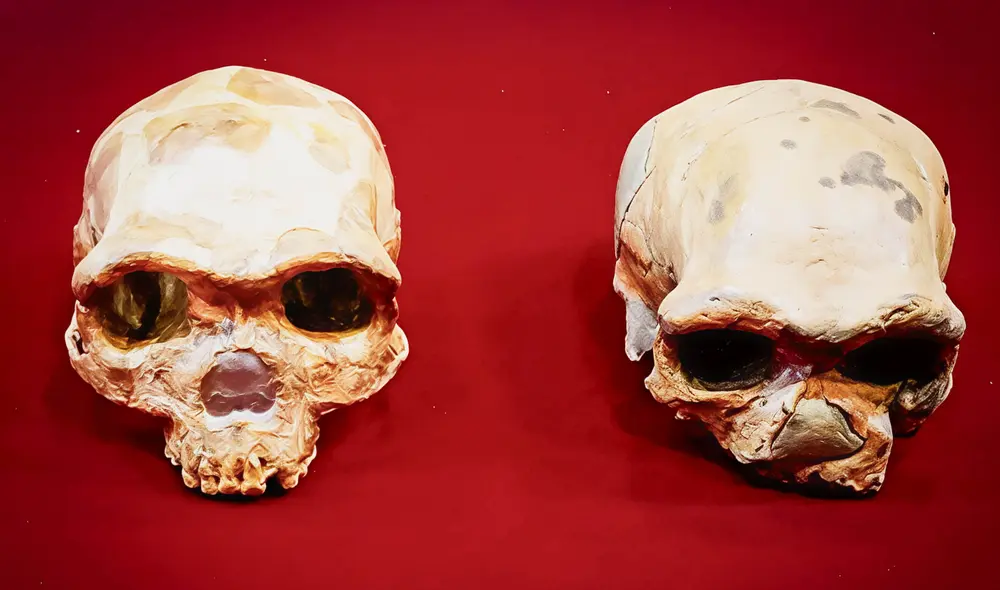 Un reciente estudio con tomografía computarizada revela que Maba 1 no se clasifica dentro de ninguna especie humana conocida. Foto:  Kai Geng