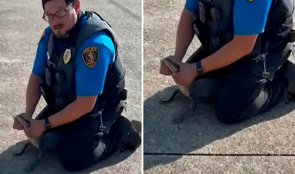 Un caimán fue 'arrestado' por la policía en Luisiana.