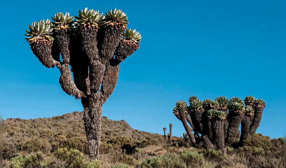 Las Dendrosenecio kilimanjari no solo almacenan agua en sus tallos y hojas para resistir las largas temporadas secas del Kilimanjaro. Foto: Broker/Alamy.