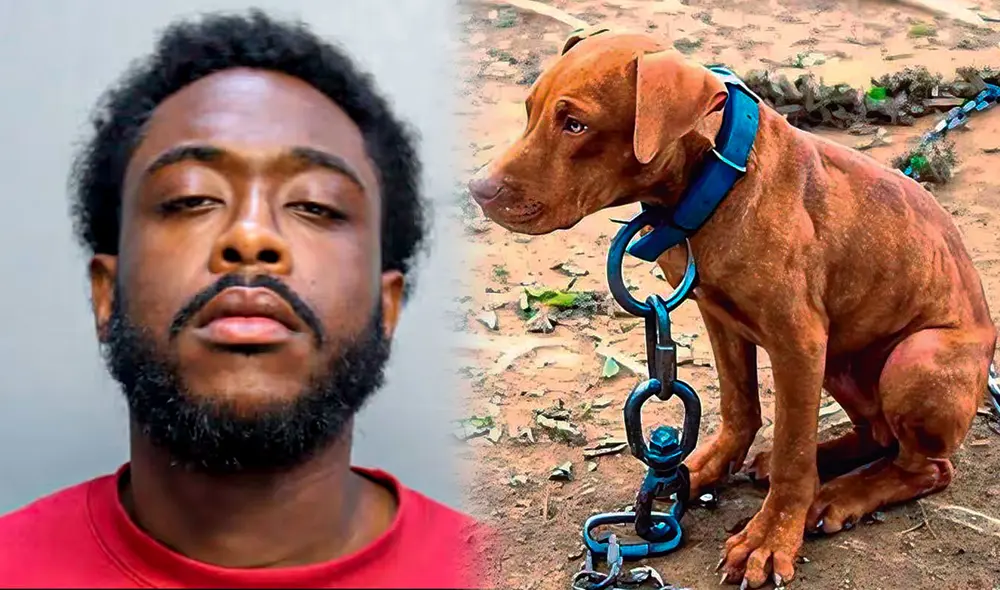 Hombre liberado tras realizar maltrato animal contra su perro en Miami.