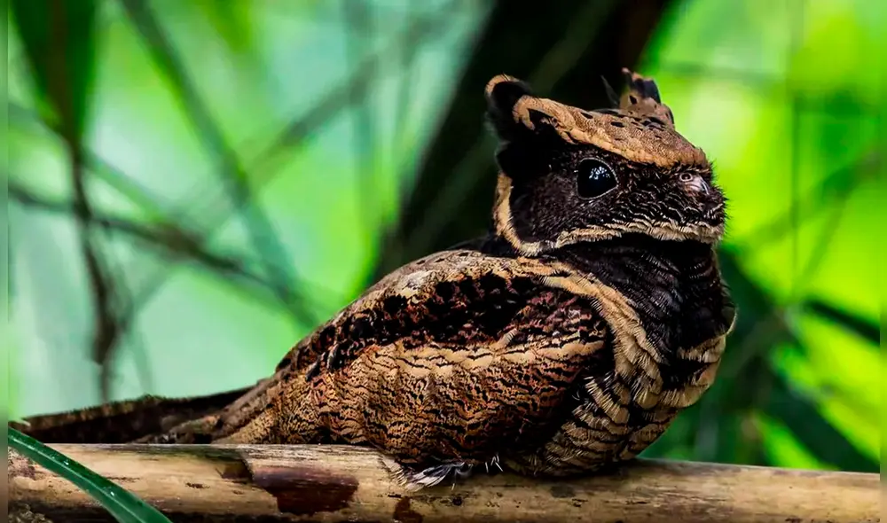 Esta especie, que habita en zonas cálidas del sur de Europa y el norte de África. Mide entre 30 y 40 centímetros, perfeccionando el arte del camuflaje Foto: Barnali. Esta especie, que habita en zonas cálidas del sur de Europa y el norte de África. Mide entre 30 y 40 centímetros, perfeccionando el arte del camuflaje Foto: Barnali.
