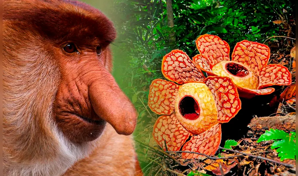 La isla de Borneo es importante para la biodiversidad del mundo, pues, alberga especies tan extrañas como fascinantes. Foto: National Geographic Creative