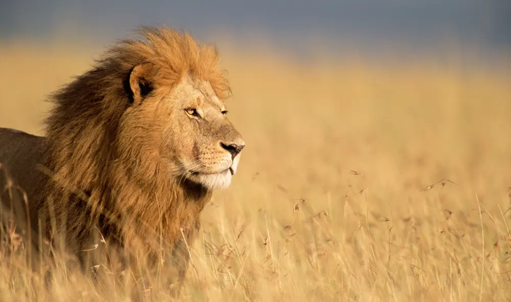 El felino fue rastreado y abatido por autoridades. Foto: RTV