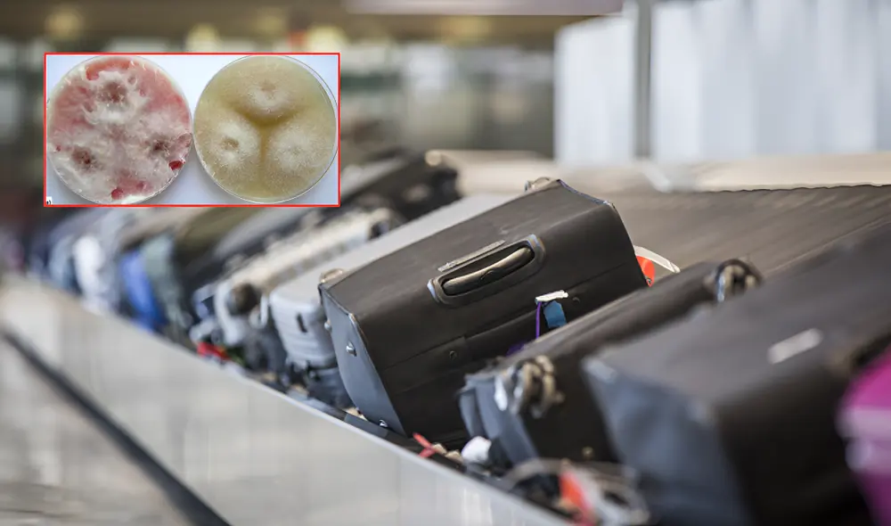 Ciudadanos chinos son detenidos en aeropuerto de Michigan por transportar peligroso hongo. Ciudadanos chinos son detenidos en aeropuerto de Michigan por transportar peligroso hongo.