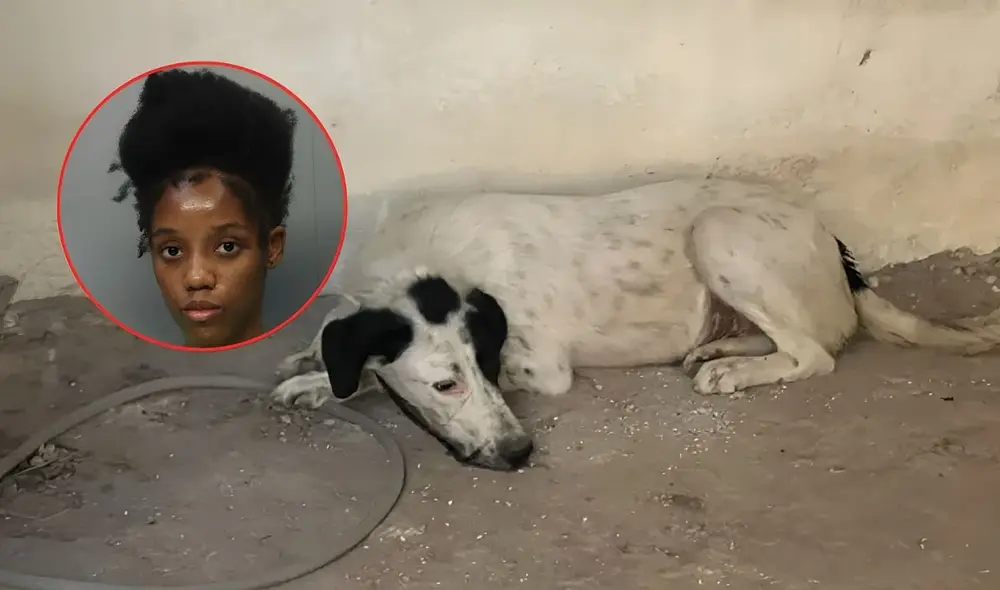 Cynthia Pierre es acusada de maltrato animal por las autoridades de Miami-Dade por dejar a sus perros sin alimentos.