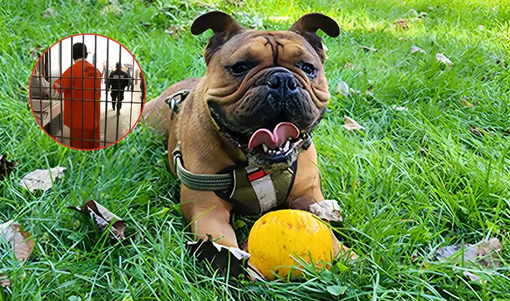 Hombre es encarcelado por matar a perro de su vecino.