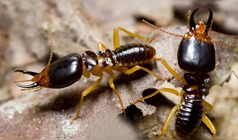 Expertos han confirmado que estas dos especies de termitas serían las más destructivas del mundo. Foto: Difusión