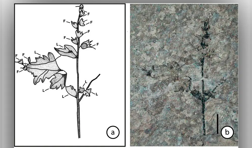 Los fósiles de Stellula meridionalis datan de aproximadamente 113 millones de años, correspondientes al período Cretácico Temprano. Foto: ScienceDirect. Los fósiles de Stellula meridionalis datan de aproximadamente 113 millones de años, correspondientes al período Cretácico Temprano. Foto: ScienceDirect.