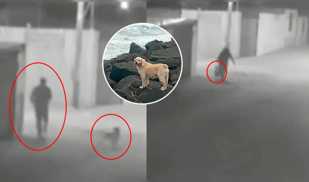 necropsia realizada al animal revela que fue asesinado. Foto: Composición LR/Difusión