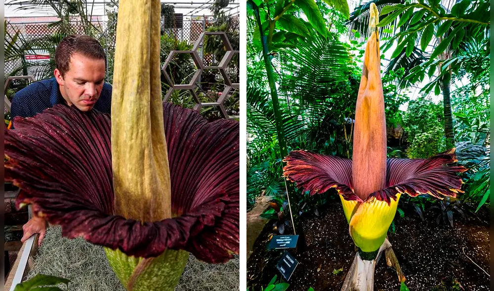La floración de la Amorphophallus titanum, también conocida como 'flor cadáver', dura entre 24 y 72 horas. Foto: Composición LR/Imago/Pixabay. La floración de la Amorphophallus titanum, también conocida como 'flor cadáver', dura entre 24 y 72 horas. Foto: Composición LR/Imago/Pixabay.